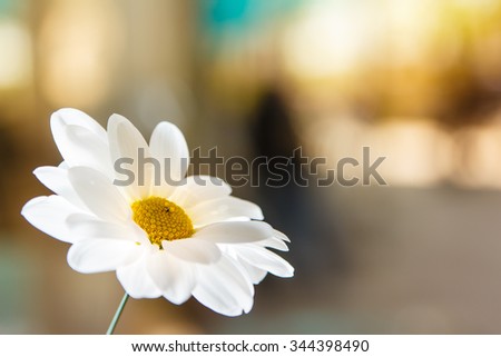 White Flowers in beautiful light with city scene on background
