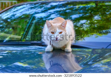 White and cream colored cat with amber eyes sitting on the blue car bonnet
