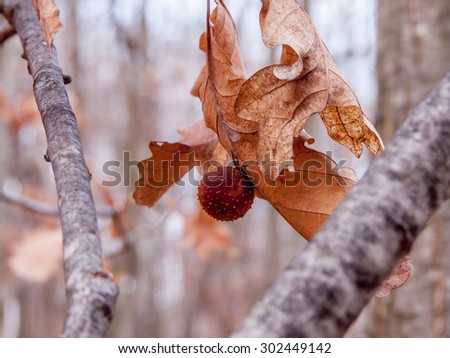 Quark leaf in the forest, in the first days of spring.