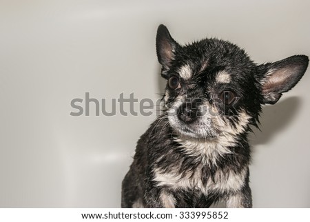 Wet black and brown chihuahua  dog inside bathtub while being washed
