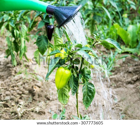 watering peppers in the garden