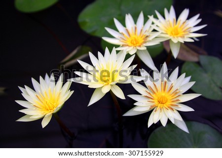 Beautiful thai lotus flower in lotus Pond.