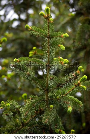 A spruce branch with green tips
