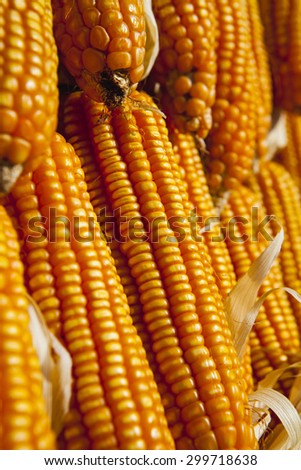 Dried corn for animal feed