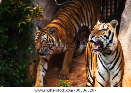 Bengal tiger standing in the zoo