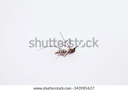 Dead mosquito on white background