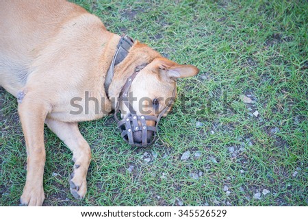 Dog wear muzzle. (Selective Focus at the dog eye)
