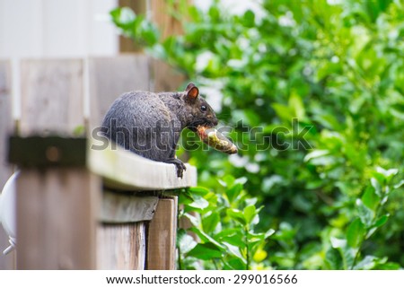 Squirrel  eating a pine cone