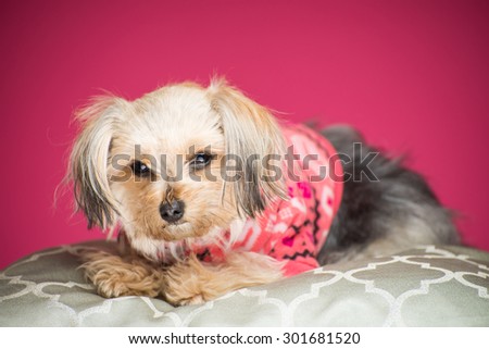 morkie puppy dog studio pink background laying on pillow