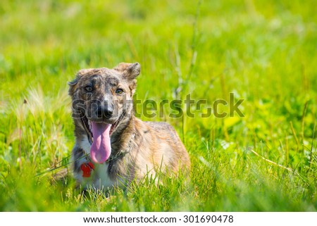 cute dog in grass posing tongue out