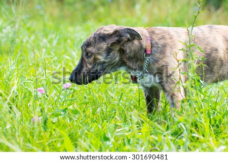 cute dog in grass posing