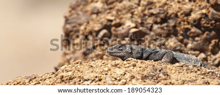 A common Chuckwalla Lizard suns itself on a rock in Red Rock Canyon State Park, Nevada.