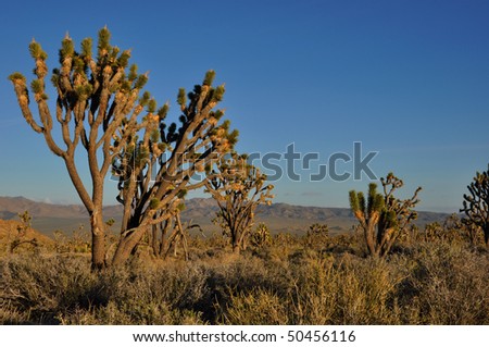 Joshua Trees in Mojave National Preservation