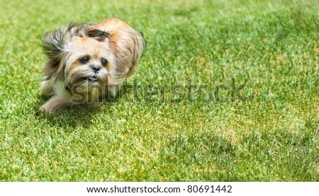 A cute Shitzu Yorkie puppy dog runs wildly after a pet toy.
