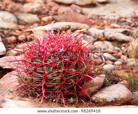 A young California Barrel Cactus sprouts in the rocky ground of Red Rock Canyon, Nevada.