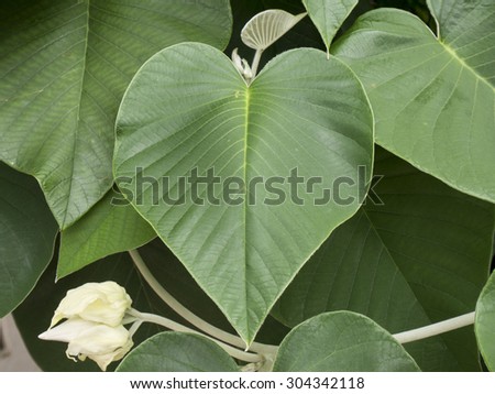 Heart leaf on tree at the temple