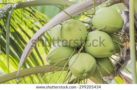 The coconuts from Sampran be famous and good taste.