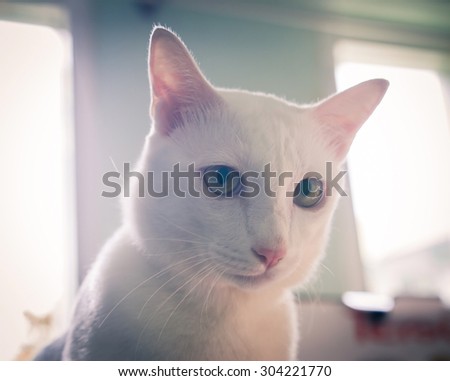 portrait white siamese cat focus on the eyes, vintage or retro color toned