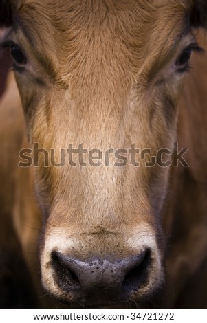 A close-up portrait shot of a cow.