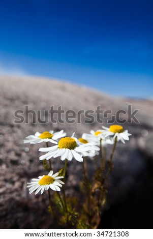 Daisies in a rocky environment.