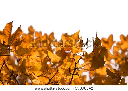 Autumn scene with yellow maple leaves against white background