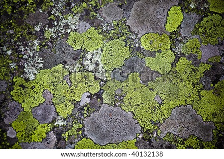Green and grey fungi on a rocky surface, looks like a map. Vignetting effect.