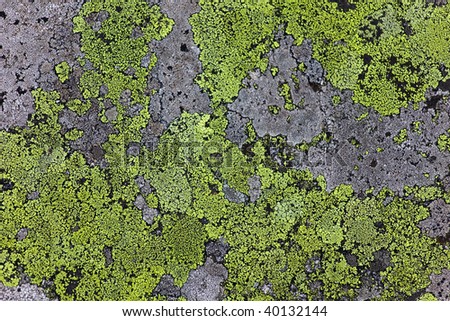 Green and grey fungi on a rocky surface, looks like a map.
