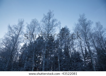 A winter nature shot with beautiful frosty trees. Very cold weather.