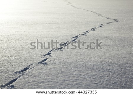 A trail of deer tracks on a clean, flat surface of ice covered by snow.