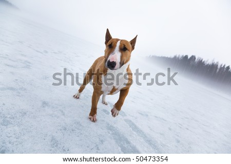 A female red miniature bull terrier in a winter setting on a foggy day.