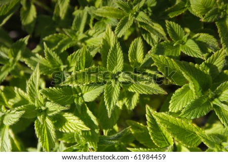 Nettle, Urtica dioica, growing in a tight formation.