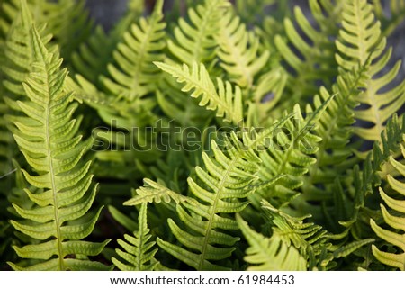 Fern, Matteuccia struthiopteris, growing in a tight formation.