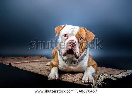 American Bulldog lying on carpet in studio. Dog watching on you.