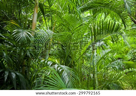 Lush tropical green jungle background