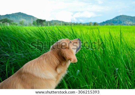 Golden retriever dog eating rice plant