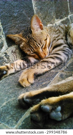 Grey Cat Sleeping on Rock.. Cats just like humans.. Need a rest..