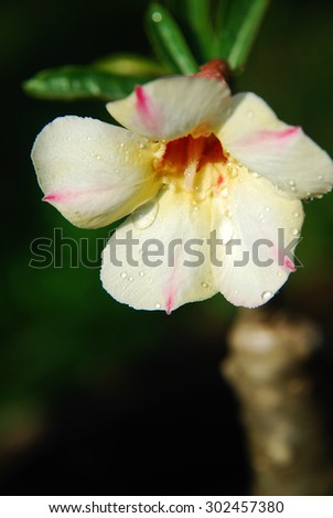 Beautiful Yellow Pink Stripe Adenium Flower Blossom with Dew & Dark Green Background..