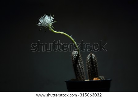 Cactus name setiechinopsis mirabillis. In darkroom, White cactus flower open at night. Isolated in black background.