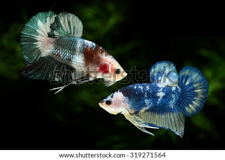 Aquarium fish, Betta fish is fighting, it is beautiful colour.