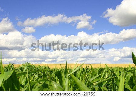 Green cornfield in the foreground, a golden wheat field in the middle, and blue skies.