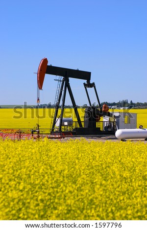 A pump jack in a canola field in southern alberta.  Could possibly be used to demonstrate both fossil and renewable fuels (like canola based bio-ethanol)