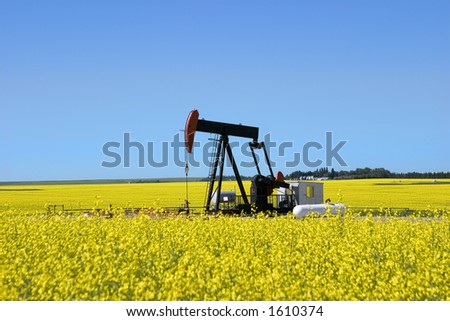 A pump jack in a canola field in southern alberta. Could possibly be used to demonstrate both fossil and renewable fuels (like canola based bio-ethanol)