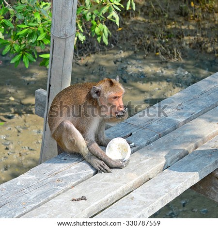 Monkey (Long-tailed macaque, Crab-eating macaque) eating rice in mangrove forest