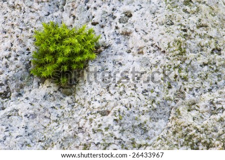 A clump of green moss grows on a granite rock.