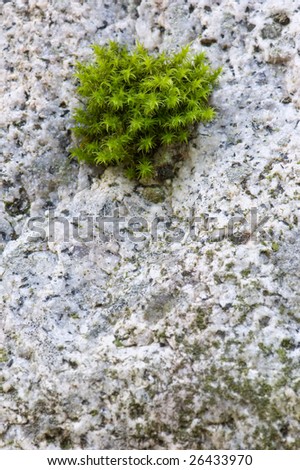 A clump of green moss grows on a granite rock.