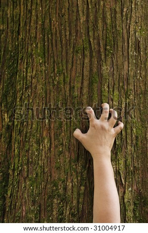 A hand grips the trunk of a cedar tree.