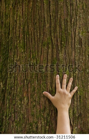 A hand, placed on the trunk of a cedar tree with fingers extended, symbolizing the connection between humans and nature.