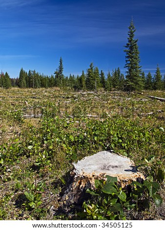 Tree stump in an area of regrowth after clearcut logging in forest