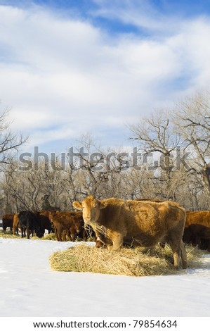 A cow feeds with the herd during a Montana winter.