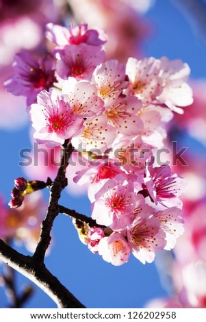 Cherry blossoms with nice background color for adv or others purpose use